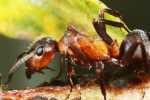 Red ants